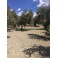 DO YOU WANT TO BUY PROFITABLE OLIVE TREES?