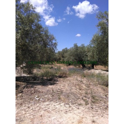 OPPORTUNITY TO PURCHASE. PRODUCTIVE OLIVE FARM