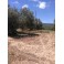 OPPORTUNITY TO PURCHASE. PRODUCTIVE OLIVE FARM